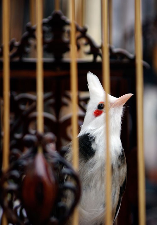 Les bulbuls orphées et les jeunes hanoïens - ảnh 4